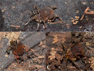 Figura 3: Algunos de los Opiliones encontrados en este estudio. A, Pachylinae gen. sp. 1 hembra. B, Pachylinae gen. sp. 1 macho. C, Osornogyndes tumifrons.