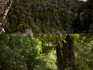 Figura 2: Bosque de olivillo costero ubicado al sur de Manquemapu, área de estudio del artículo publicado. A, vista general de los cerros boscosos que enfrentan el mar, la zona que recorre el sendero el Galpón. B, aspecto general del bosque, dentro del sendero.
