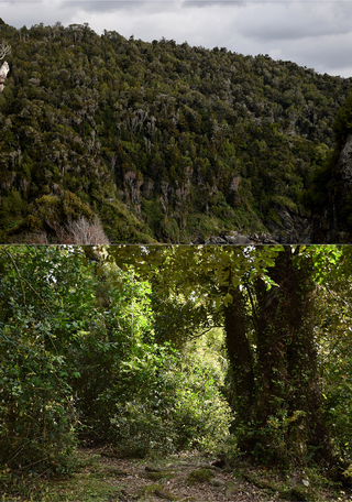 Figura 2: Bosque de olivillo costero ubicado al sur de Manquemapu, área de estudio del artículo publicado. A, vista general de los cerros boscosos que enfrentan el mar, la zona que recorre el sendero el Galpón. B, aspecto general del bosque, dentro del sendero.
