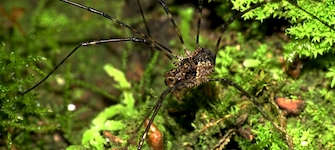 Un individuo macho de la familia Sclerosomatidae. Una especie caf, desconocida.