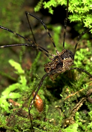 Un individuo macho de la familia Sclerosomatidae. Una especie caf, desconocida.