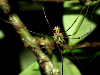 Individuo macho de la familia Sclerosomatidae. Una especie verde, desconocida.