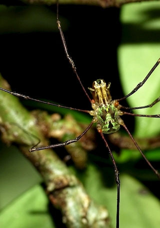 Individuo macho de la familia Sclerosomatidae. Una especie verde, desconocida.
