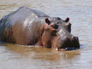 Hippopotamus amphibius (Foto: Bernard Dupont, Flickr).
