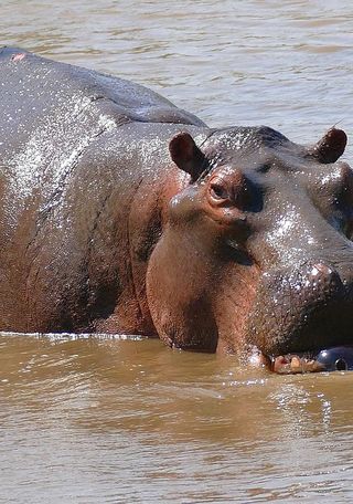 Hippopotamus amphibius (Foto: Bernard Dupont, Flickr).