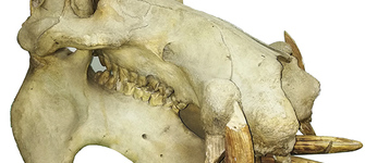 Cráneo de Hipopótamo original existente en la colección de mamíferos del Área Zoología de Vertebrados del Museo.