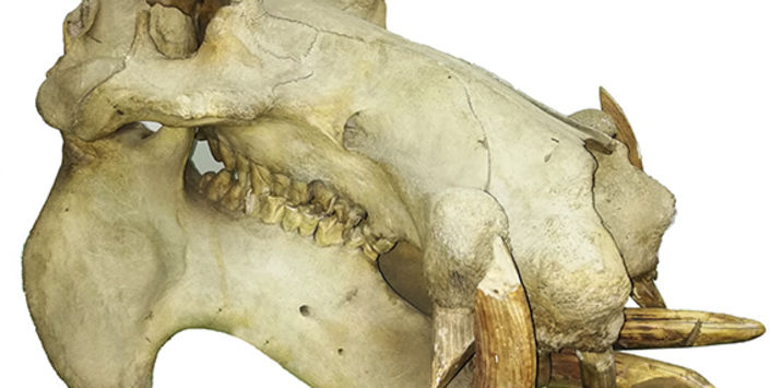 Cráneo de Hipopótamo original existente en la colección de mamíferos del Área Zoología de Vertebrados del Museo.