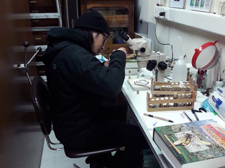 Revisando la colección de milpiés del Museo de Zoología de la Universidad de Concepción.