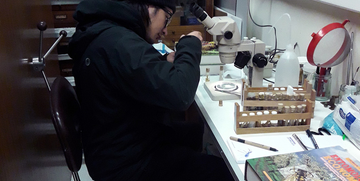 Revisando la colección de milpiés del Museo de Zoología de la Universidad de Concepción.