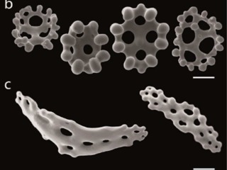 Imagen de estructuras osiculares de un pepino de mar identificado como Psolidium dorsipes, especie de la Patagonia (Tomado de Martínez, 2013).