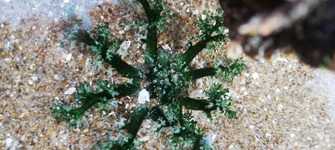 Tentáculos extendidos del pepino de mar de importancia comercial que habita en las costas de Chile, Athyonidium chilensis. Estas estructuras le sirven para capturar su alimento y como mecanismo de defensa.