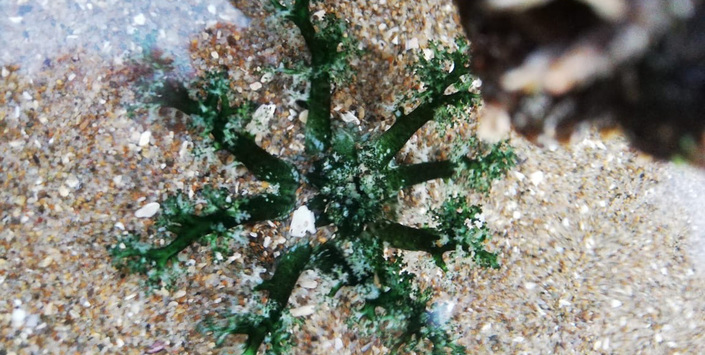 Tentáculos extendidos del pepino de mar de importancia comercial que habita en las costas de Chile, Athyonidium chilensis. Estas estructuras le sirven para capturar su alimento y como mecanismo de defensa.