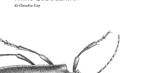 Pinta y calca II: Artrópodos chilenos: patas que delatan