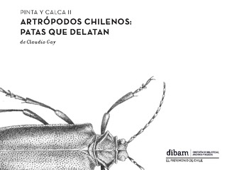 Pinta y calca II: Artrópodos chilenos: patas que delatan