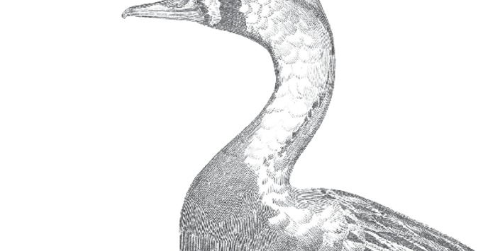 Pinta y calca III: Aves chilenas
