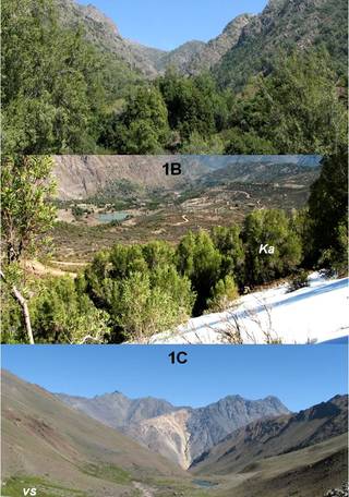 Fotografía 1.- Vegetación presente en el gradiente altitudinal de Santiago Andino, (1A) Bosque y Matorral esclerófilo mediterráneo andino (entre los 1000-2000 msnm) (1B) Límite del crecimiento arbóreo representado por comunidades de Olivillo  (Kageneckia angustifolia D. Don (Ka), entre los 2000 y 2500 msnm, (1C) Estepa alto andina, vegas (vs) y vegetación subnival en valles andinos de altura (2500-3600 msnm).