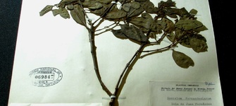 Fotografía 2. Ejemplar de sándalo de Juan Fernández en exhibición (SGO 69847).